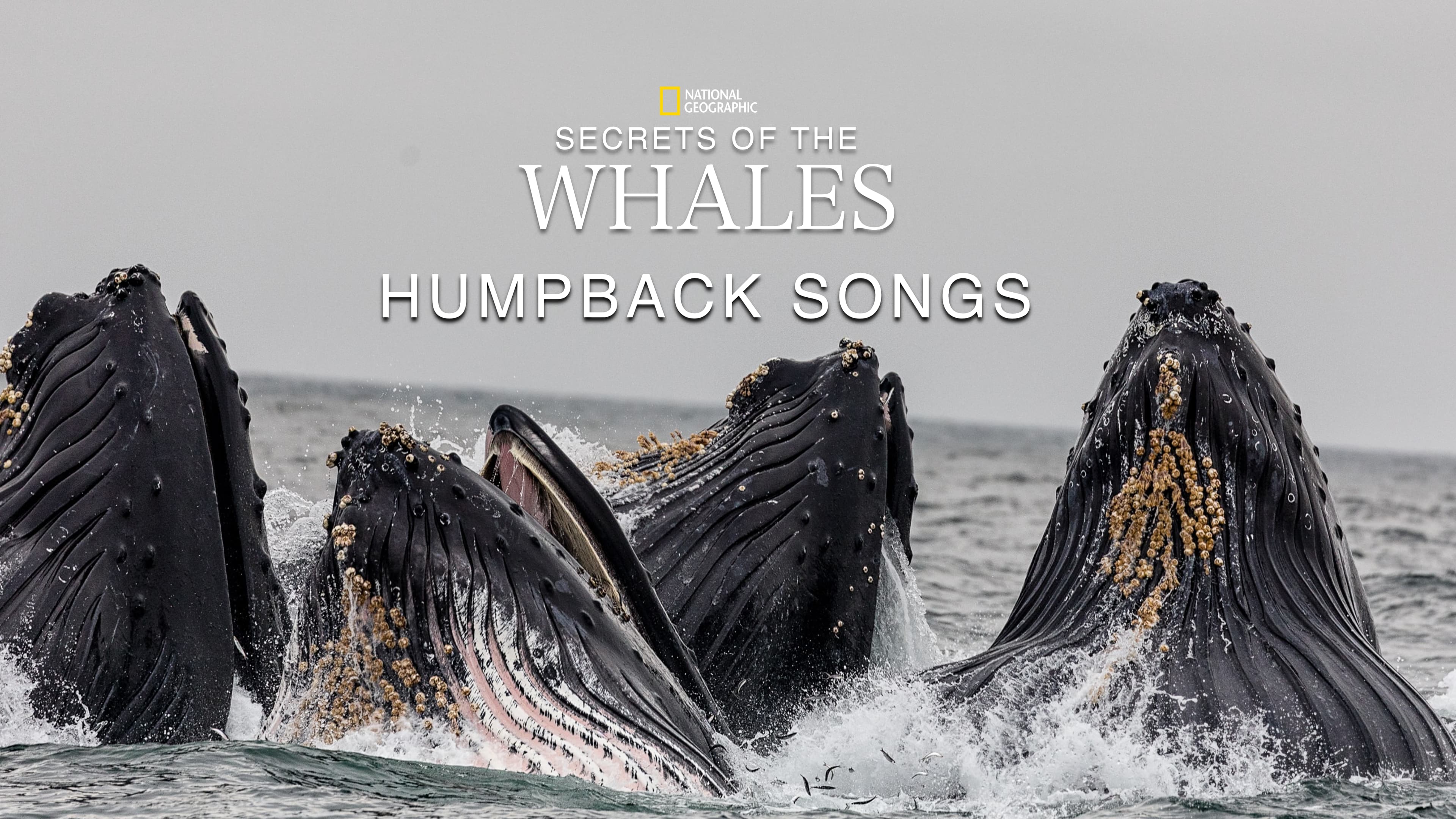 Secrets Of The Whales – S1E2 – Humpback Songs | Raptor.in